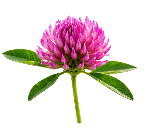 Red clover